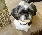 Small Photo #1 Shih Tzu Puppy For Sale in VANCOUVER, WA, USA