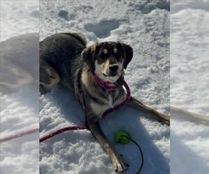 Beagle-Chesapeake Bay Retriever Mix Dogs for adoption in Derwood, MD, USA