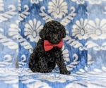 Small Photo #2 Poodle (Toy) Puppy For Sale in QUARRYVILLE, PA, USA