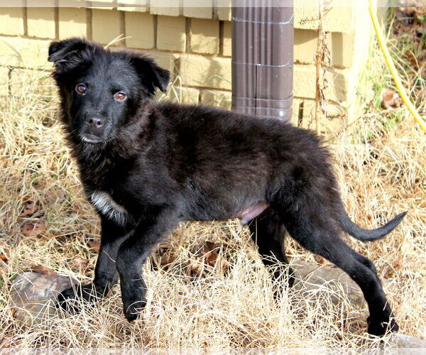 Medium Photo #5 Border Collie-Unknown Mix Puppy For Sale in Munford, TN, USA