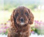 Small Cavapoo (Miniature)