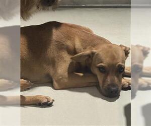 Chihuahua Dogs for adoption in Bakersfield, CA, USA