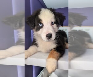 Australian Shepherd Puppy for sale in SOUTH HILL, VA, USA
