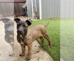 Belgian Malinois Puppy for sale in DIXON, CA, USA