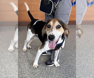 Treeing Walker Coonhound-Unknown Mix Dogs for adoption in Greenbelt, MD, USA