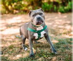Small #11 American Staffordshire Terrier