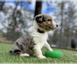 Small #3 Border Collie