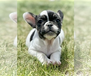 French Bulldog Puppy for sale in COLORADO SPRINGS, CO, USA