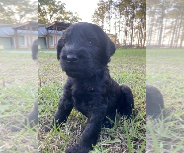 Medium Photo #37 Doodle-Goldendoodle Mix Puppy For Sale in DADE CITY, FL, USA