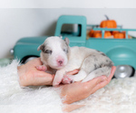 Small #2 Border Collie