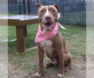 American Staffordshire Terrier-Unknown Mix Dogs for adoption in San Antonio, TX, USA