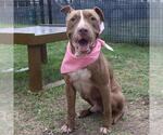Small American Staffordshire Terrier Mix