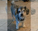 Small #1 Poodle (Miniature)