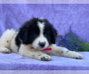 Maremma Sheepdog-Newfoundland Mix Puppy for sale in LANCASTER, PA, USA