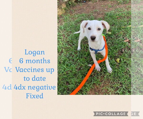 Medium Photo #7 Chihuahua-Labrador Retriever Mix Puppy For Sale in Virginia Beach, VA, USA