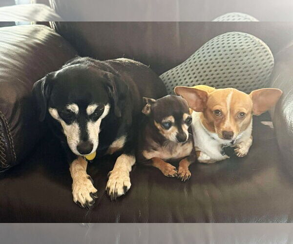 Medium Photo #7 Chihuahua Puppy For Sale in Boonton, NJ, USA