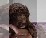 Small Photo #34 Labradoodle-Poodle (Standard) Mix Puppy For Sale in GALION, OH, USA