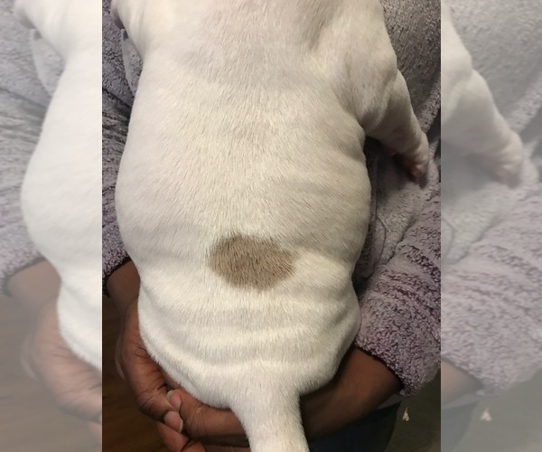 Medium Photo #8 American Bully Puppy For Sale in BOONE, IA, USA