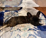 Small Photo #7 French Bulldog Puppy For Sale in GILLETTE, WY, USA