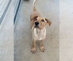 Small #3 Labrador Retriever Mix
