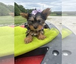 Small #5 Yorkshire Terrier