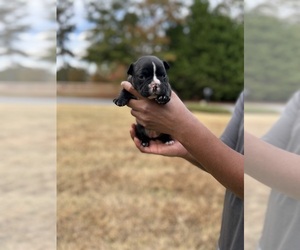 American Bully Puppy for sale in COVINGTON, GA, USA