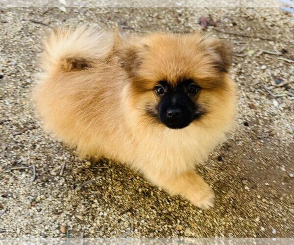 Medium Photo #4 Pomeranian Puppy For Sale in Marina Del Rey, CA, USA