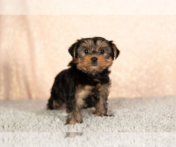 Medium Photo #6 Yorkshire Terrier Puppy For Sale in NAPPANEE, IN, USA