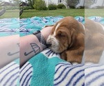Small #1 Basset Hound