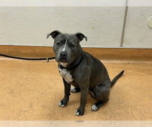 Mutt Dogs for adoption in Martinez, CA, USA