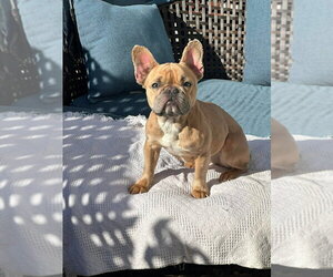 French Bulldog Dogs for adoption in Brights Grove, Ontario, Canada