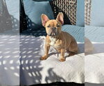 Small French Bulldog