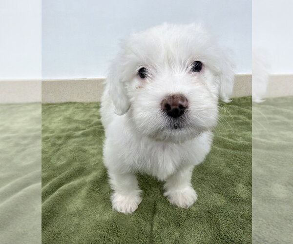 Medium Photo #1 Poodle (Miniature)-Unknown Mix Puppy For Sale in Lakewood, CO, USA