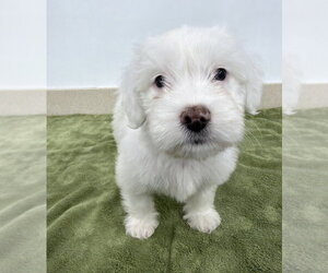 Poodle (Miniature)-Unknown Mix Dogs for adoption in Lakewood, CO, USA