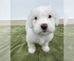 Small Poodle (Miniature) Mix