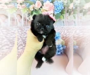 Pomeranian Puppy for sale in BLANCHARD, OK, USA