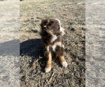 Small Photo #5 Miniature Australian Shepherd Puppy For Sale in PEYTON, CO, USA