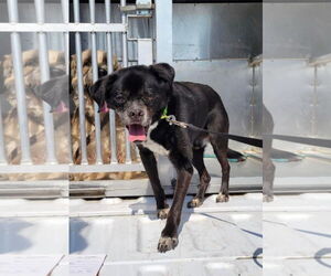 Charlie (CHI) - Male Rat-Cha Dog for Adoption - Photo #2
