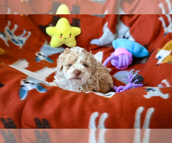 Medium Photo #5 Havapoo Puppy For Sale in GUTHRIE, KY, USA