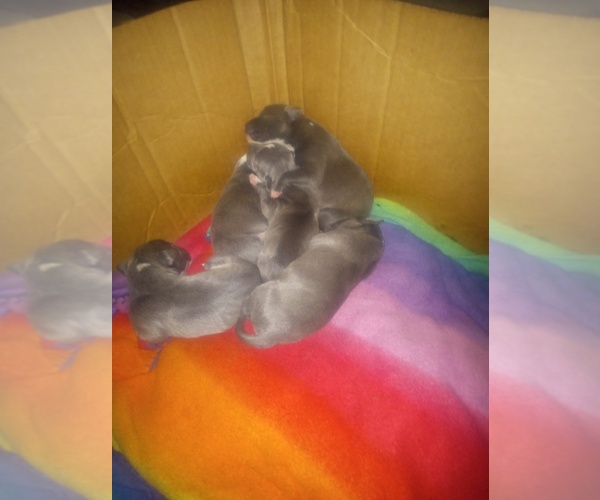 Medium Photo #1 American Bully Puppy For Sale in CRAIG, MO, USA