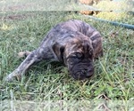 Small #3 Great Dane
