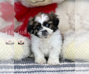 Shih Tzu Puppy for sale in LOUDONVILLE, OH, USA