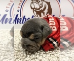 Small Photo #5 Bulldog Puppy For Sale in CENTERVILLE, OH, USA