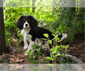 Father of the Cavalier King Charles Spaniel puppies born on 05/20/2020