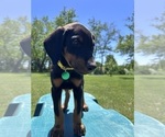Small #4 Doberman Pinscher