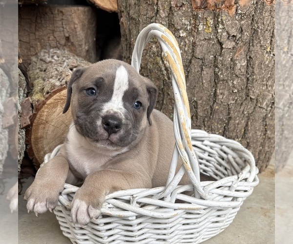 Medium Photo #4 American Bulldog Puppy For Sale in MIDDLEBURY, IN, USA