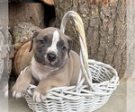 Small #3 American Bulldog
