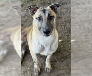 German Shepherd Dog-Unknown Mix Dogs for adoption in Riverside, CA, USA