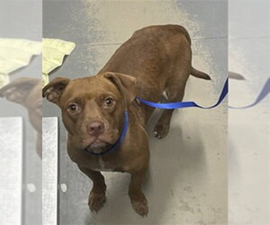 American Pit Bull Terrier Dogs for adoption in Tallahassee, FL, USA