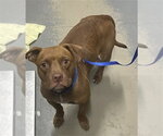 Small American Pit Bull Terrier